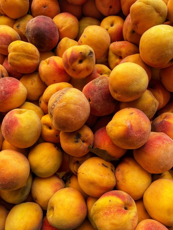 Quelles sont les meilleures destinations de pêche à la mouche en Patagonie ?